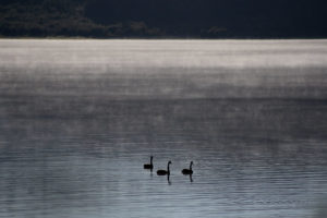 Black Swans, Waikairemoana